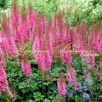 Астильба китайская Суперба Астильба китайская Суперба